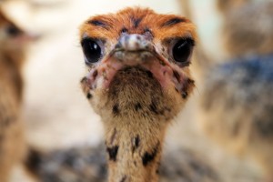 Selfie struisvogelkuikentje