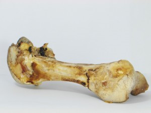 Struisvogelbot (Femur) - Hondenvoeding
