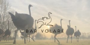 Banner Bar Volaré